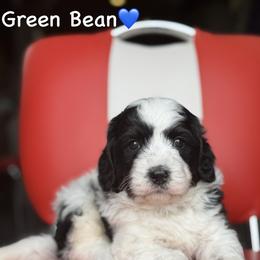 Green Bean - Tri-color male Bernedoodle puppy in Lancaster, Minnesota from Richardville Hunde