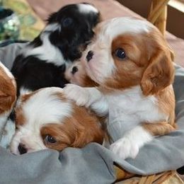 Cavalier King Charles Spaniel Puppies from Kingslee Cavaliers