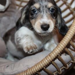 Boy 2 - Blue and tan male Dachshund puppy in Craig, Colorado from Rocky Mountain Shih Tzus and Dry Creek Miniature Dachshunds