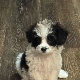 Companion Cross, Maltese, Morkie, and Yorkipoo Puppies from MC Kennels