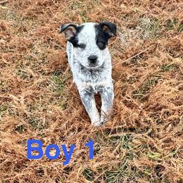 Boy 1 - Blue speckled male Australian Cattle Dog puppy in Ocala, Florida from Mayhem Ranch