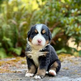 Cat Woman (Pink Collar) - Black rust and white female Bernese Mountain Dog puppy in Stanwood, Washington from Butter Cup Pups and Paws