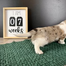 Dachshund Puppies from Queen of Weens Dachshunds