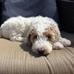 White and tan (parti) boy - Tri-color male Labradoodle puppy in Pollock Pines, California from Goindoodles