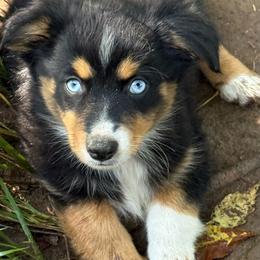 Athena - Black tri female Miniature Australian Shepherd puppy in Patterson, North Carolina from DreamLine Aussies
