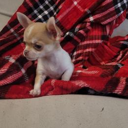 Girl 3 - Chocolate blue female Chihuahua puppy in Warsaw, Virginia from B&D Chihuahuas