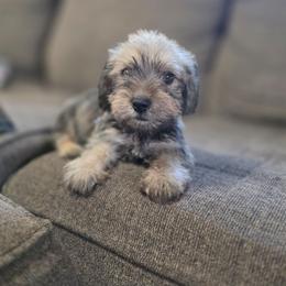 Drewy - Wild boar male Dachshund puppy in Lynn, Indiana from StorSma Farms