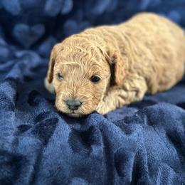 Leonard - Black male Poodle puppy in Dayton, Texas from Wolfe Island Poodles