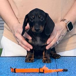 Moe - Black and tan male Dachshund puppy in Toledo, Ohio from Baldox Dachshunds
