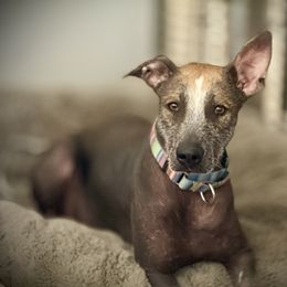 Antiqua Mysteria Nina - Bronze female Xoloitzcuintli puppy in Victorville, California from Elegancia Vintage Xoloitzcuintle
