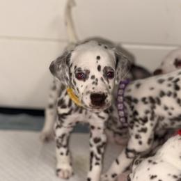 Girl 5 - White and liver brown female Dalmatian puppy in Miami, Florida from Soflo Dalmatians