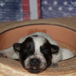 Girl 1 - Australian Cattle Dog puppy in Helena, Montana from Spring Haven Heelers