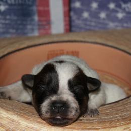 Girl 1 - Australian Cattle Dog puppy in Helena, Montana from Spring Haven Heelers