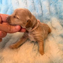 Dolly - Apricot female Cavapoo puppy in Winfield, Alabama from Rose Lane Doodles