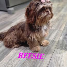Reesie - Shih Tzu