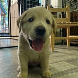 Labrador Retriever Puppies from Jewell Labradors
