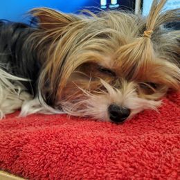Piper - Biewer Terrier