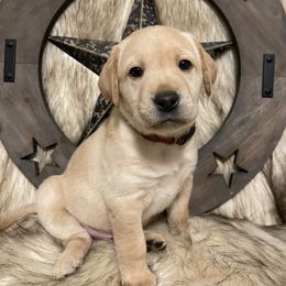 Girl 2 - Labrador Retriever puppy in Elk River, Minnesota from Stueber Labradors
