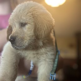 Golden Retriever and Labrador Retriever Puppies from Storm Chasers Retrievers