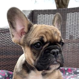 French Bulldogs from MadFol Kennels