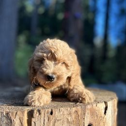 Raven - Red  female Goldendoodle puppy in Pollock Pines, California from Penny Lane’s Doodles