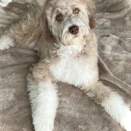 Aussiedoodles from Pasta Puppies Doodles