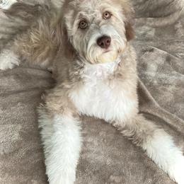Aussiedoodles from Pasta Puppies Doodles
