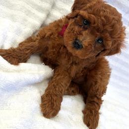 Kiko - Red  male Poodle puppy in Mint Hill, North Carolina from DoodleForever
