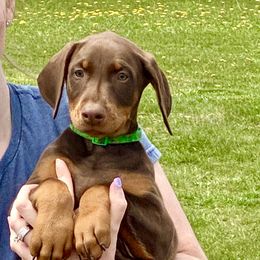 Doberman Pinscher Puppies from Jensen Dobermans