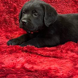 Male 3 - Red Collar Black - spot on chest - Black male Labrador Retriever puppy in Beaverdam, Virginia from Gold Heart Labradors