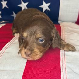 Spice - Chocolate and cream male Dachshund puppy in Lexington, Oklahoma from BooneDox Miniature Dachshunds