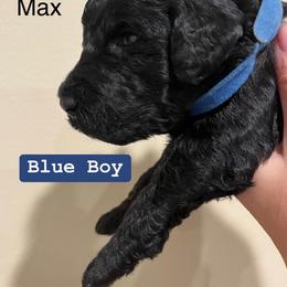 Poodle Puppies from Semmy’s standard Poodle
