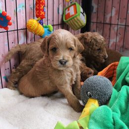 Australian Labradoodle Puppies from Serendipity Doodles
