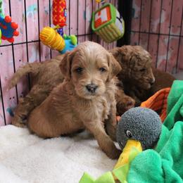 Australian Labradoodle Puppies from Serendipity Doodles