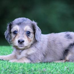 Giselle - Dapple female Dachshund puppy in Murray, Kentucky from Shadow Ridge Farms