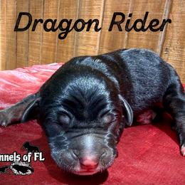 Dragon Rider - Black female Catahoula Leopard Dog puppy in Crestview, Florida from C4 Kennels of FL & AL