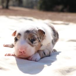 Tchaikovsky - White and blue merle female Border Collie puppy in Bronson, Florida from Sandhill Ranch Border Collies