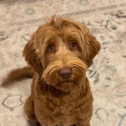 Maggie - Australian Labradoodle