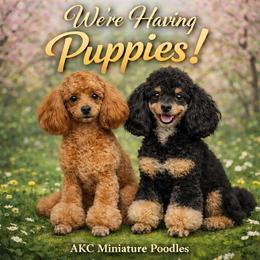 Poodle puppies from Jewells Poodles
