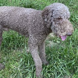 Goldendoodles from Waggin Country Doodles