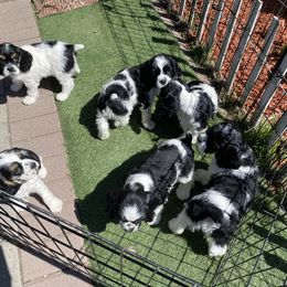Cocker Spaniel Puppies from Gypsyrose Cockers