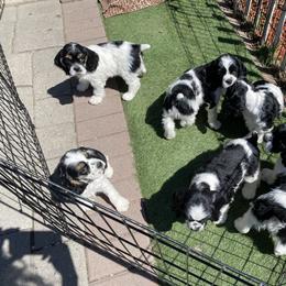Cocker Spaniel Puppies from Gypsyrose Cockers