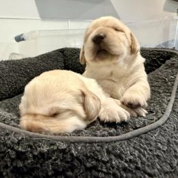 Girl 1 - Yellow female Labrador Retriever puppy in Ranchita, California from Pacific Crest Labradors