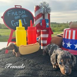 Solar - Black and tan female Dachshund puppy in Hudson, Michigan from Mittentail Kennel Miniature Dachshunds & Australian Shepherds