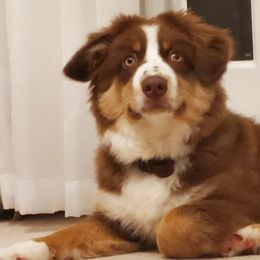 Australian Shepherd and Miniature Australian Shepherd Puppies from Integrity Aussies Tx