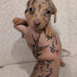 Princess - Dapple female Dachshund puppy in Barnard, Missouri from KB Doxies