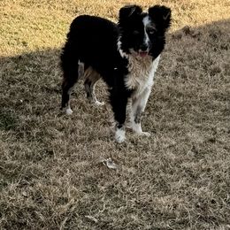 River - Toy Australian Shepherd