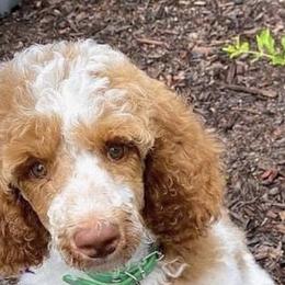 Nelly - Poodle