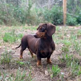 Callie - Dachshund