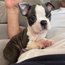 Louie - Black and white male Boston Terrier puppy in Wildwood, Missouri from Belleville Bostons
